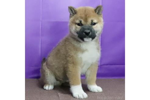 成約済の愛知県の柴犬-364721の3枚目